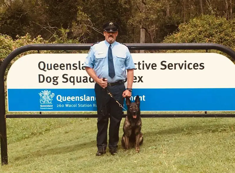Kayrossi Out on Bail QCS Correction Services Dog QLD