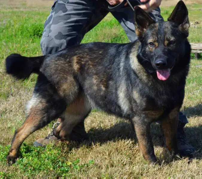 Odie z Jirkova dvora