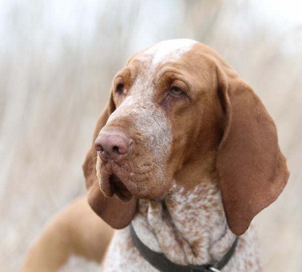 CAJC, CAC, CACIB Borgia dei Giotto