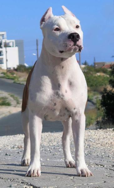 Grand Ch. Jr. Ch. Calypso of Cedar Valley