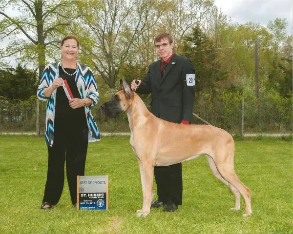 GCH BRF's America's Ray of Sunshine