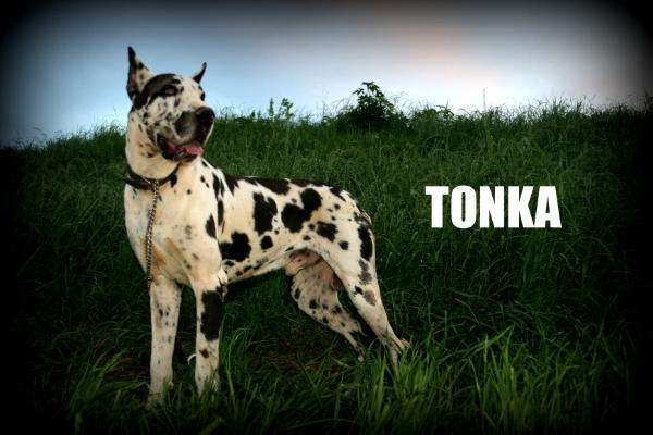 Adventure's Tonka Tuff