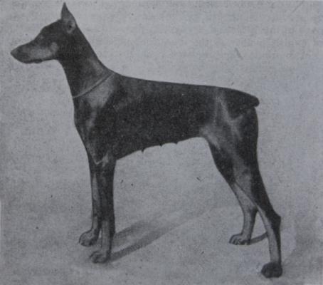 Goldelse v. Raufelsen