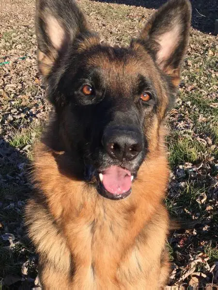 Rocket J Squirrel Von Darkwing