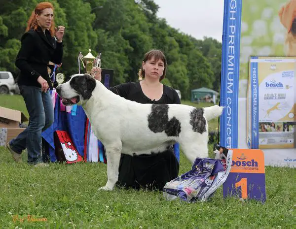 J.CH, CH.RUS, CH.RKF, 3xCH.NKP, Grand CH, T1 Elz bullet yulesta