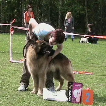 5XВОВ, 6XCAC, 2XCH.RUS Shake Bravy Glen f'Egor