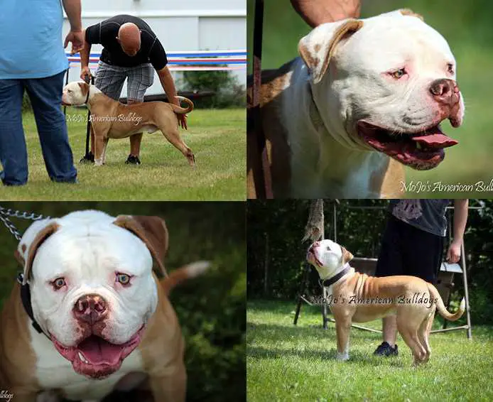 MoJo’s Semper Fi AKA Recon