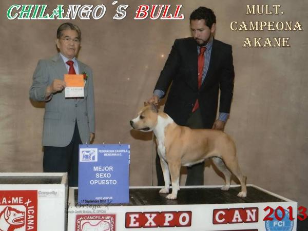 MULTI CH. Chilango's Bull Akane (Briceño)