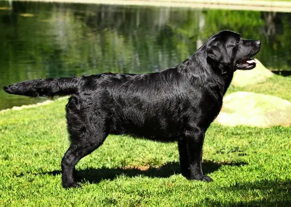 AM GCH Rancho's IL Commendatore