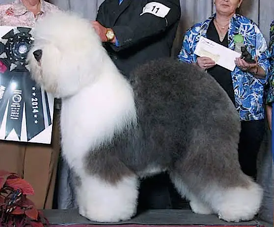 GCH CH Bugaboo's Picture Perfect