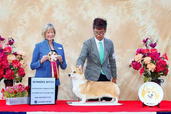 KOR.CH. The goodboy wonderful story