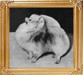 CH Hadleigh Pride of The Stars