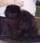 Toyrific of Two Shadows