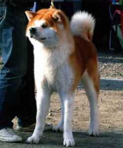 Azumahomare Go Aso Inoue