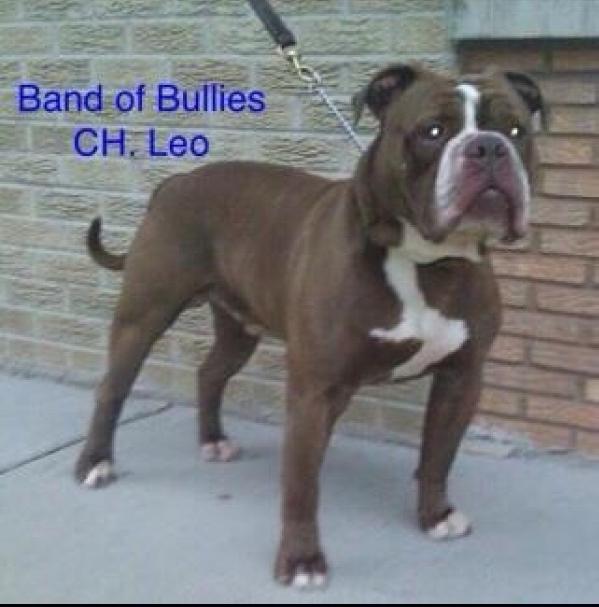 CH Band of Bullies Leo of Bullenbeisser's