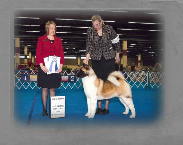 AKC GCH Shinto's Takin Off At Skyking, CAS