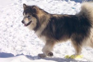 Buster Brown Arctic Clown