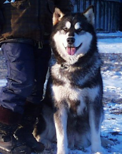 YukonJak's Pooky Boo