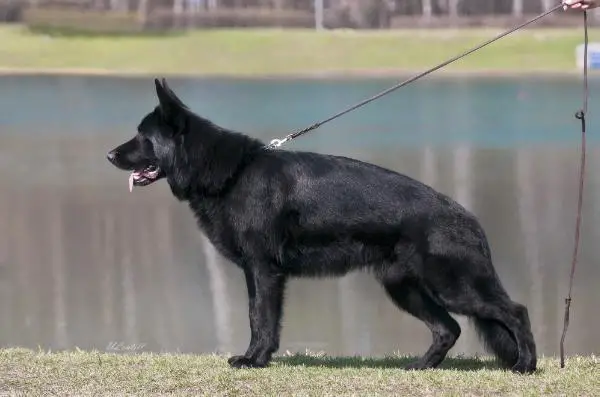 Zilber Vasserfal Cherkes 2