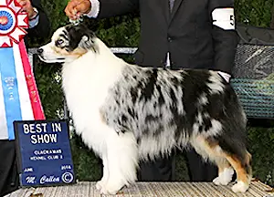 GCH CH (AKC) Copper Hills No Reservations