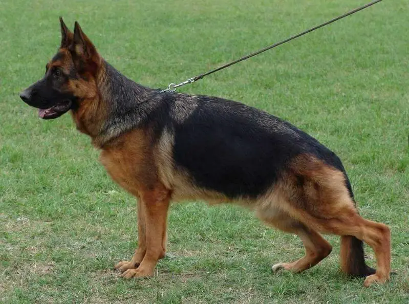 SG 38 BSZS 2015 Katerina Del Vento Margio