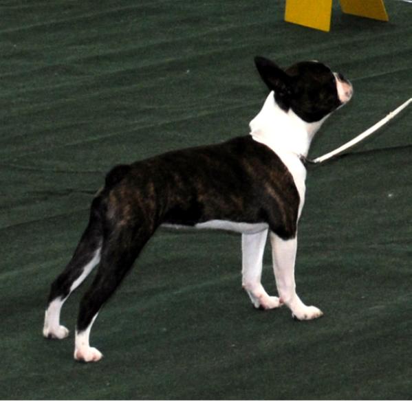 O'AMIGO PERRO Sylena