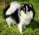 Clear Mia White And Black