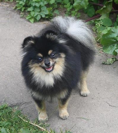 Olita De Luxe Arli Primadonna