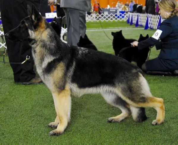 GCH CH Kysarah's Sholan Wild Side