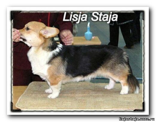 JCH RUS,CH RUS Zalotnik Casa Blanca