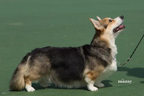 СH KRG,KAZ Lisja  Staja Orleanskaya Deva