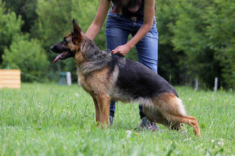 Shtefaniya of Gold Collection