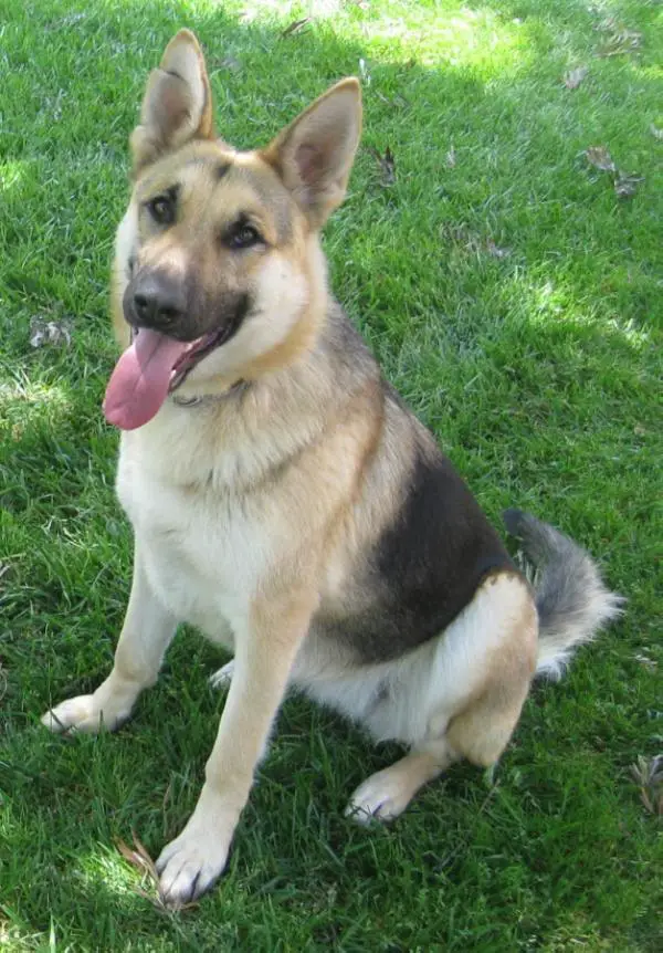 Salhaus Classic Shelby Vom Sprague