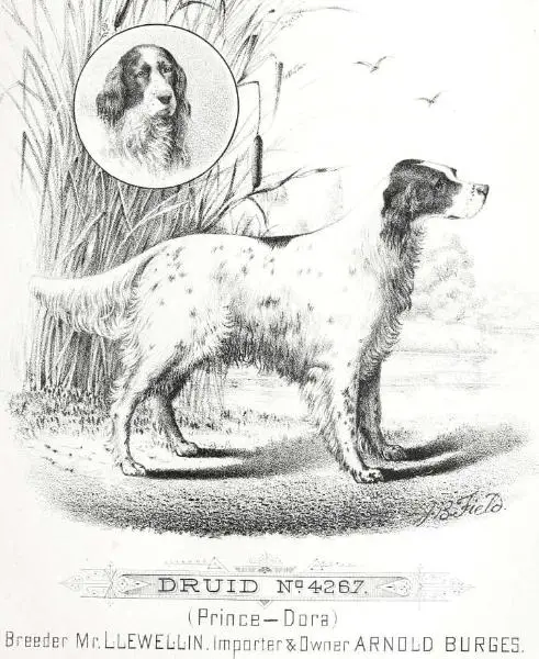 Druid (1873) 95 v1 SB4267