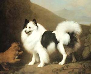 Royal Dog Fino (c.1791) [Property of: The Prince of Whales, George IV]