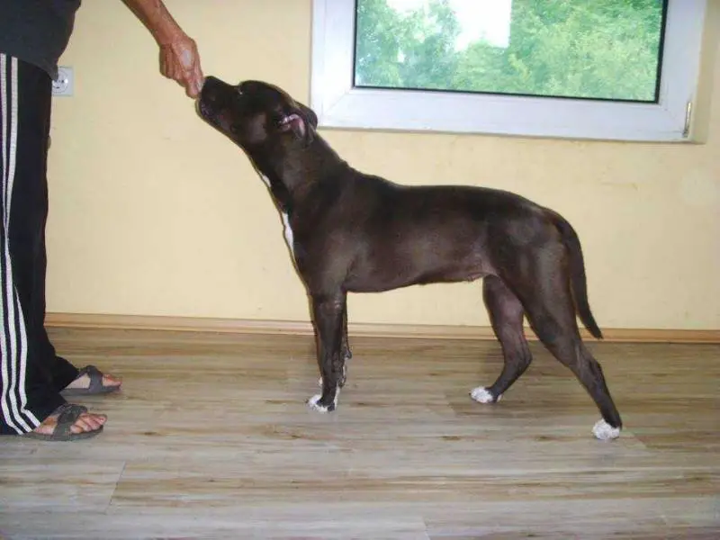 Prima Vera Sweet Baby