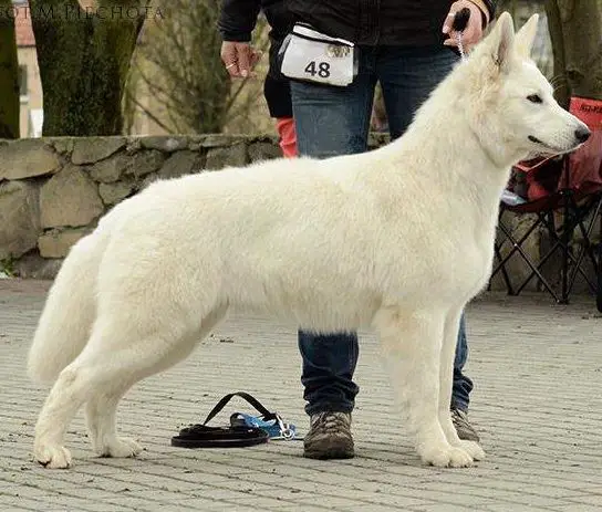 CH.PL DORIS Białe Ranczo