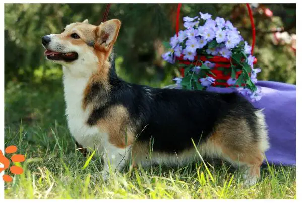 JCH RUS. CH RKF Hailait's Sofia