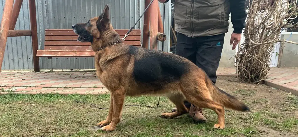 SG Mischaa Von Haus Stoica