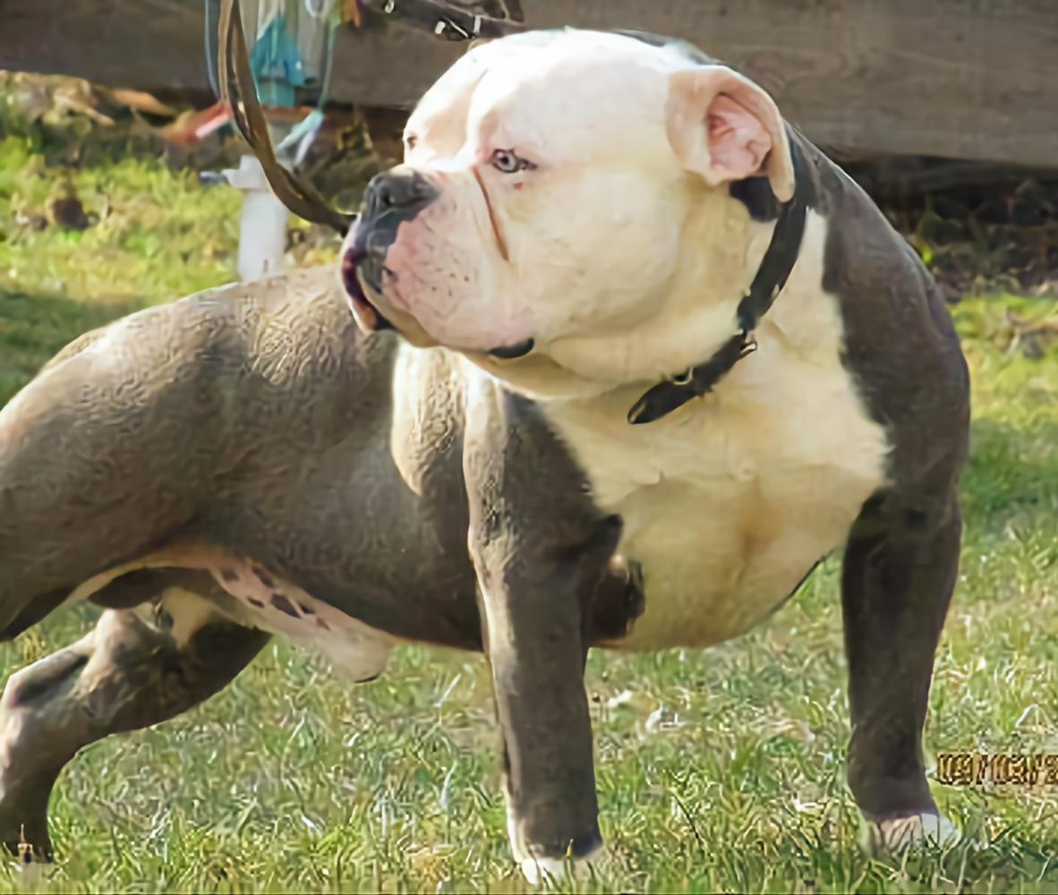 Bullforce Blue Bully