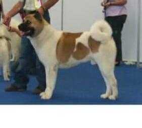 HU GCH, HU CH Szabadszeli Box Amigo