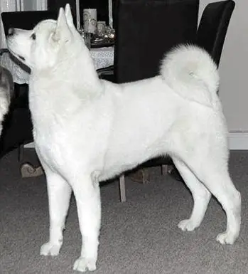 Graecarth's Fairy Tail