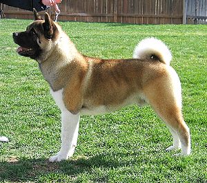 AKC CH MaJer's Pick Me Up