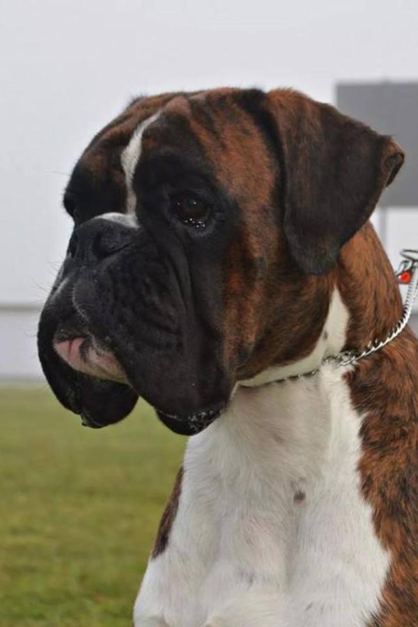 New Thor´s Hammer di Casa Vernice