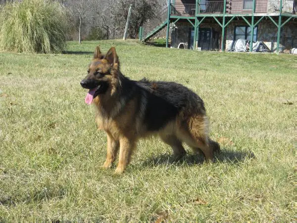 Judge Aus Bach Holz Hektar