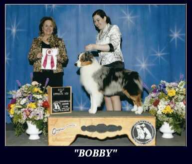 AKC GCH ASCA CH Legacy's Bold Venture