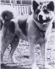 Kumochi AKA Muchi Go