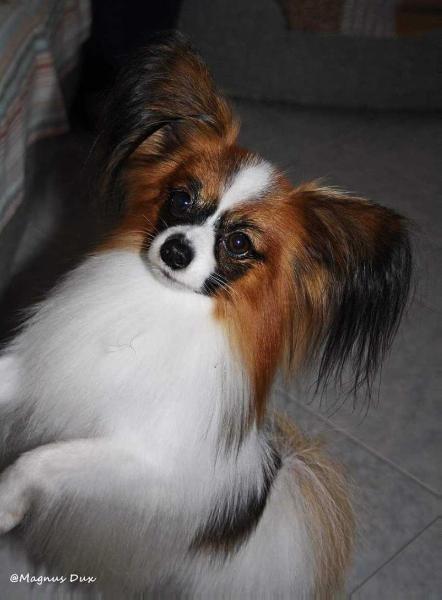 RSM, IT JCH Ekspo Margaret's Rishelie