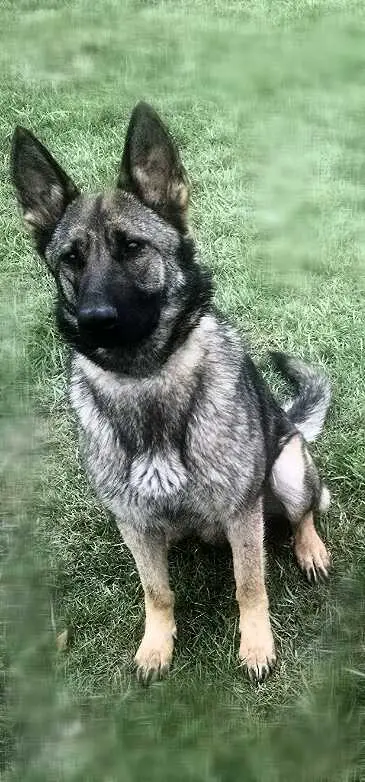 Xena Deutsch Schafer Wellman