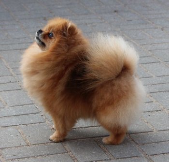 Yantarniy Sad Purpurea Plena Elegant